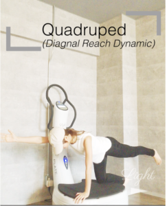 Read more about the article パワープレートの使い方 Quadruped #1